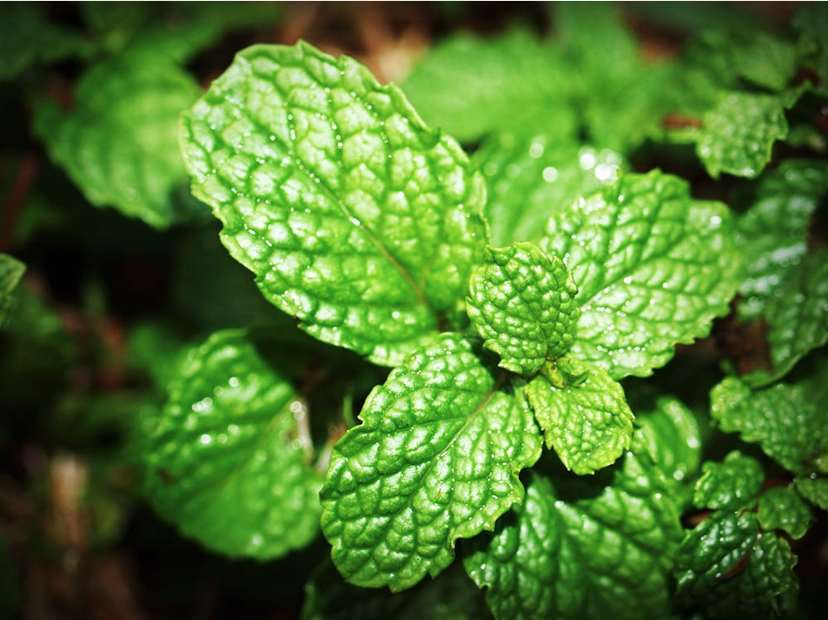 5. Peppermint

Image source
Peppermint is so popular, and you've probably taken it at some point by adding it to tea. Many people who take peppermint tea do so to stay awake during work. The active components in this herb help increase alertness and boost body energy, reducing the chances of feeling sleepy when you should be awake! Taking peppermint can be great if you feel tired and want to work for a long time. You can take raw peppermint from the farm or order it online in powder form.
Conclusion
Most energy-boosting supplements are highly effective and can help you get your desired energy levels. However, you may not always rely on them, so you can sometimes try natural remedies. Kratom, peppermint, Maca, ashwagandha, and ginseng are great products. However, you should observe the right dosage for the best results. You should also start the herbs in small amounts and only increase the dose once proven effective.
