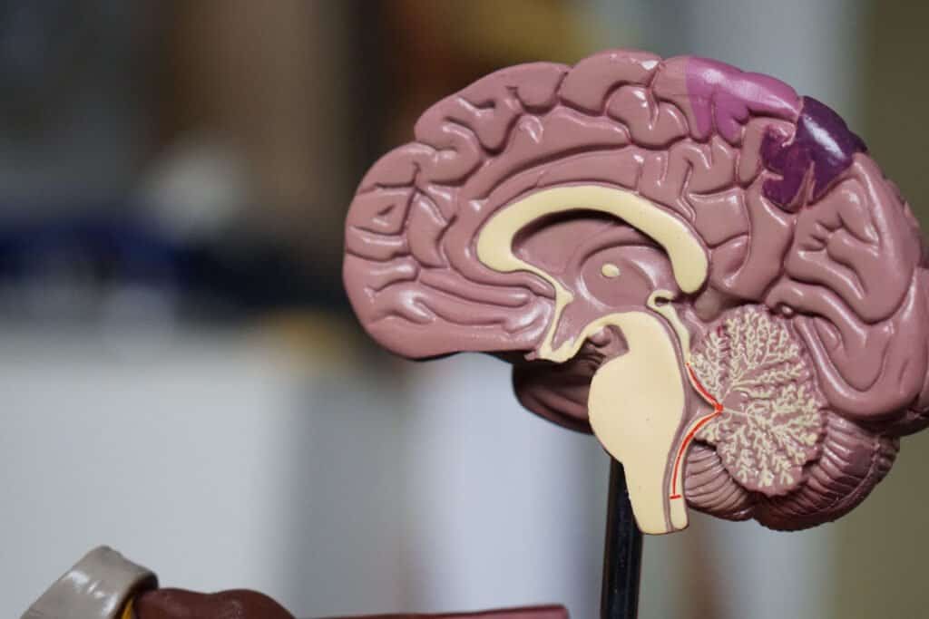 Brain Contents Anatomy of the Brain Labeled - Online Business School