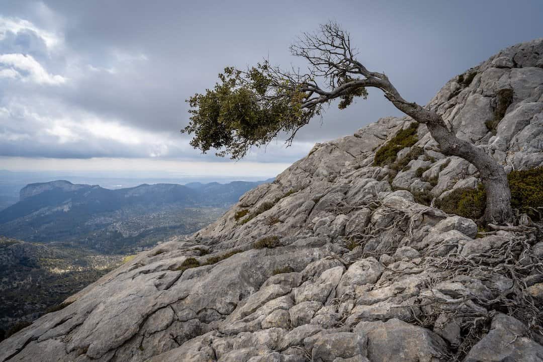 An image showcasing a lone tree standing tall amidst a barren landscape, its roots firmly anchored in rocky terrain, symbolizing resilience and strength in the face of adversity