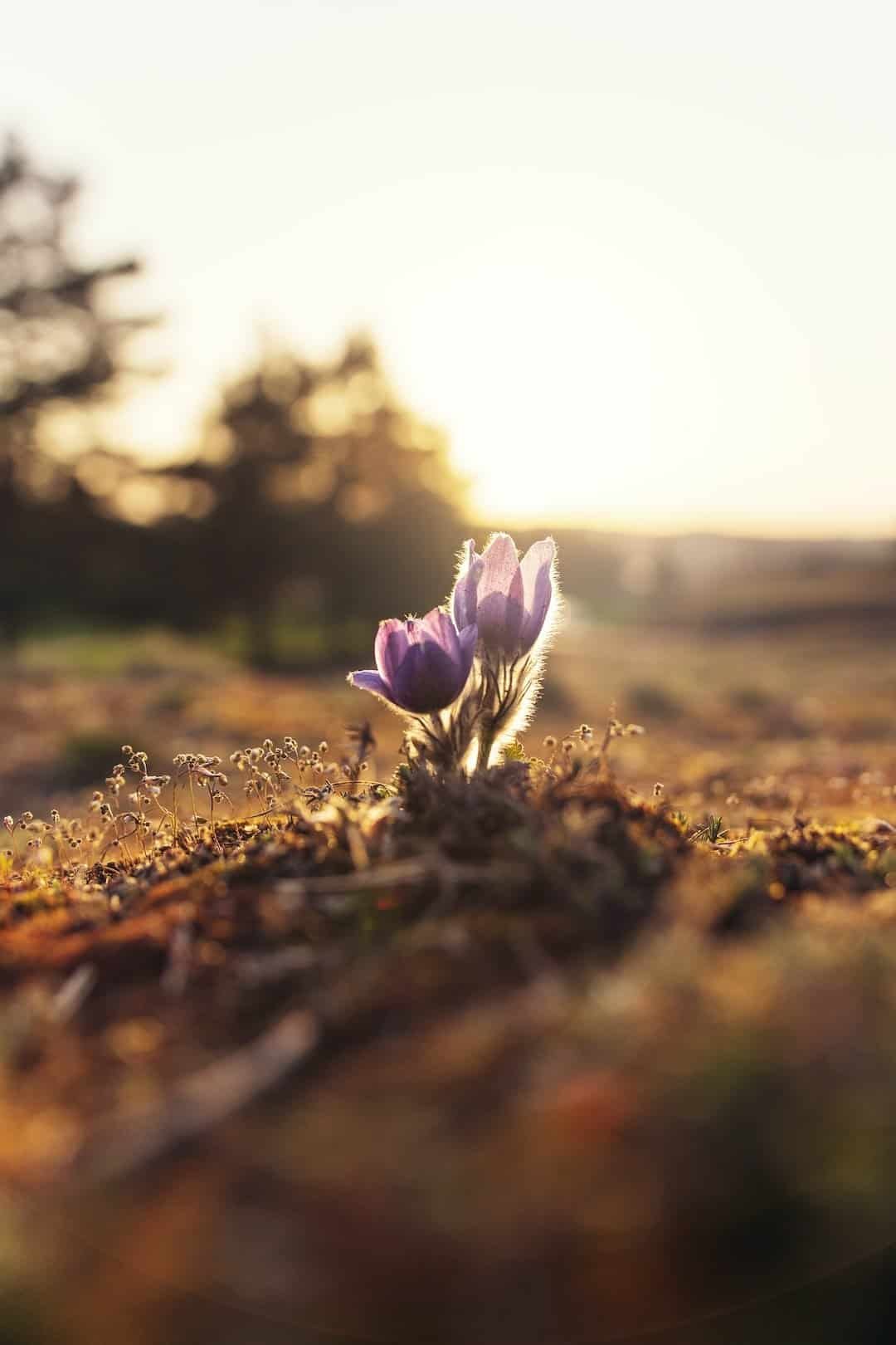 An image featuring a serene garden scene, where a small seedling emerges from the ground, bathed in soft golden sunlight